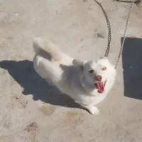 سگ پاپی اشپیتز|سگ|پیر بکران, |دیوار