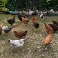 *نیمچه مرغ وخروس ۵ماه ارگانیک.|حیوانات مزرعه|رودسر, |دیوار