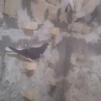 راست سیاه|پرنده|اقبالیه, |دیوار