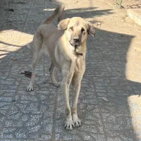 سگ عراقی کردی پژدر سراب|سگ|تهران, صادقیه|دیوار