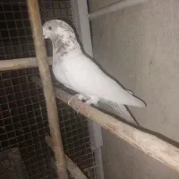 کبوتر کفتر|پرنده|تهران, عباسی|دیوار