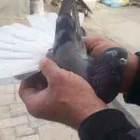 گفتر پرشی|پرنده|شهر ری, دولتآباد|دیوار