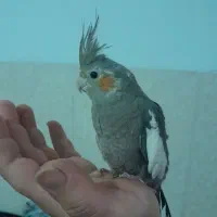 سه عدد جوجه عروس