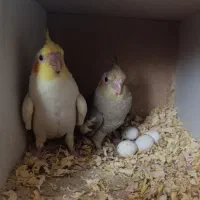 دو عدد جوجه عروس هلندی|پرنده|فردیس, شهرک شهید حسینی|دیوار