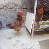 معاوضه خروس محلی بامرغ تخمگذارهستیم