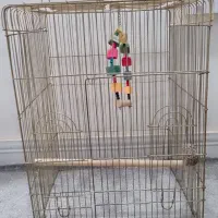 مرغ مینا|پرنده|یاسوج, |دیوار