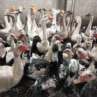 فروش اردک مسکویی نژاد دار و قوغاز