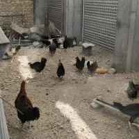 مرغ و خروس مهلی دونه ای 600 هزار