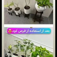 قرص کود|گل و گیاه طبیعی|خرمشهر, |دیوار