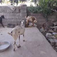 کهره فروشی|حیوانات مزرعه|میناب, |دیوار