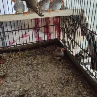 فنج|پرنده|دهلران, |دیوار