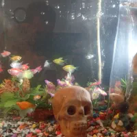 کل ماهی با اکواریوم فروشی