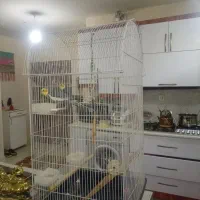 عروس هلندی|پرنده|گلبهار, شهر جدید گلبهار|دیوار