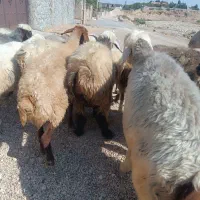 میش .|حیوانات مزرعه|شیراز, شهرک والفجر|دیوار