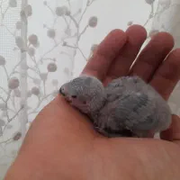 جوجه کوتوله سرلاکی|پرنده|اردکان, |دیوار