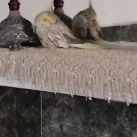 عروس هلندی گمشده