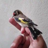 سهره ماده|پرنده|سرپل ذهاب, |دیوار