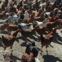 جوجه محلی بزرگ