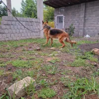 ژرمن ماده معاوضه با جوجه لاری ۶ تا ۹ ماه|سگ|رشت, یخسازی|دیوار