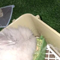 خرگوش|موش و خرگوش|یزد, |دیوار