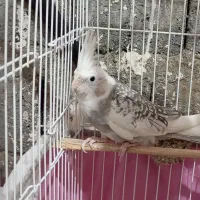 4عدد عروس هلندی زیبا