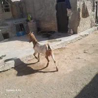 بزوبزغاله۳۰ میلیون