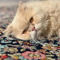 گربه پرشین