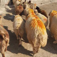 میش و قوچ  داشتی ( فروش به تعداد دلخواه مشتری)|حیوانات مزرعه|پلدختر, |دیوار