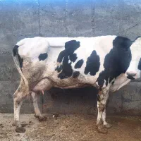 گاوشیری بانامه دکتر۲ماه کل ۲۲کیلوبه شرط شیر