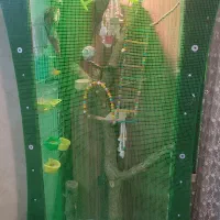قفس پرنده