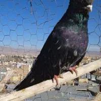 کفتر سرور|پرنده|خرمدره, |دیوار