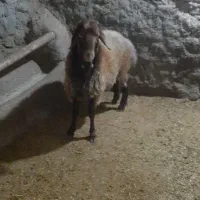 بره قوچ هترو|حیوانات مزرعه|مشهد, عامل|دیوار