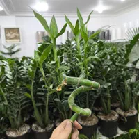 لاکی بامبو جوانه چینی اصل|گل و گیاه طبیعی|بندرعباس, |دیوار