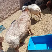 قوچ 2 ساله تا دوقل