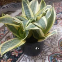 گل طبیعی|گل و گیاه طبیعی|ایوان, |دیوار