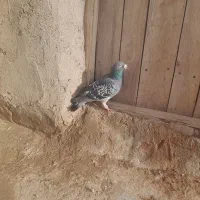 فروش سبز پولکی و زاغ و سبز و کله برنجی|پرنده|تربت‌حیدریه, رضاشهر|دیوار