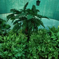 فروش گل گیاه|گل و گیاه طبیعی|بندر کنگان, |دیوار