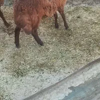 دوعددبره نر