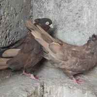 کبوتر سرابی|پرنده|برخوار, |دیوار