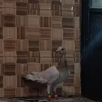 کبوتر هفترنگ