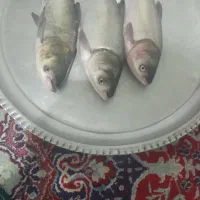 پخش ماهی زنده ارسال رایگان کیلوی ۱۶۰|ماهی|دورود, |دیوار