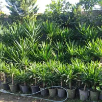 فروش انواع گل و گیاه با قیمت مناسب