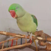 شاه طوطی ماده رامه رام و سخنگو