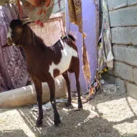 یک عدد نری چاق ذات دار
