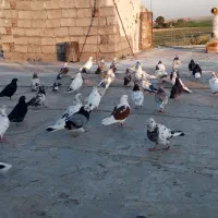 کبوتر پرشی