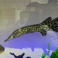 الیگیتور (گار)