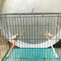 جفت ایزابل درشت مولد مولد|پرنده|چمران, |دیوار