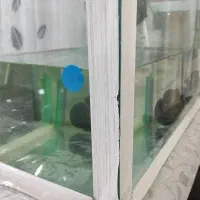 آکواریوم فروشی|ماهی|میاندوآب, |دیوار