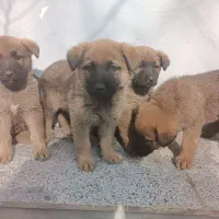 سگ ژرمن شپرد