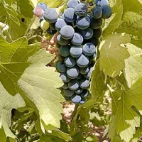 باغ یک قطعه انگور و میوه در قلعه فرهادخان|فروش زمین و ملک کلنگی|سنقر, |دیوار